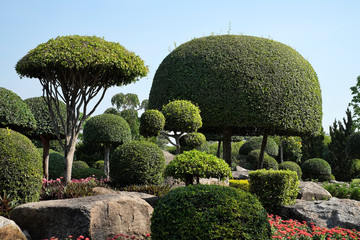 trees dwarf in the garden