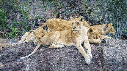 lions posing on a rock in kruger national park, mpumalanga, south africa 33