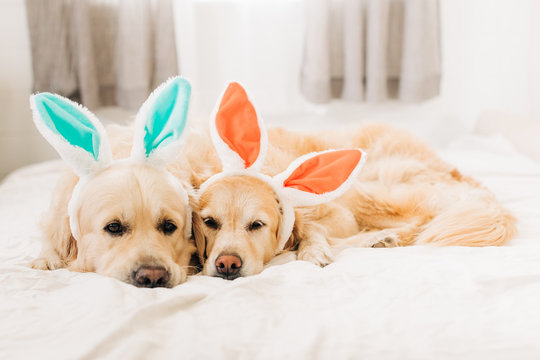 dogs wearing easter bunny ears