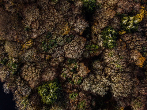 View of a Pine Tree Forest from above . Autumn Time