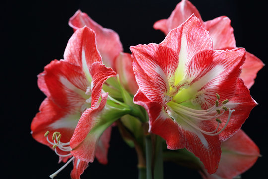 Close Up Of Vibrant Pink Amaryllis Flowers In Full Bloom