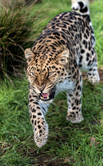 Fototapeta premium amur leopard angry