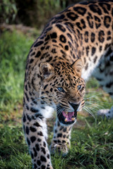 Fototapeta premium Amur leopard