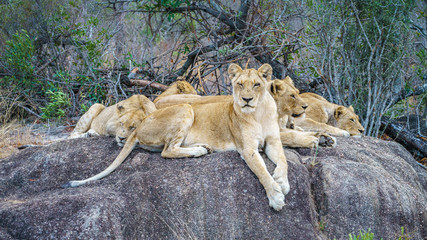 lions posing on a rock in kruger national park, mpumalanga, south africa 38