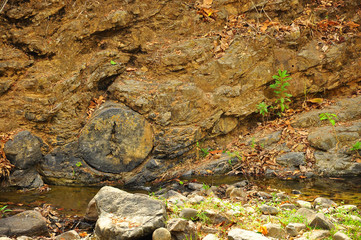 Puyango Petrified Forest