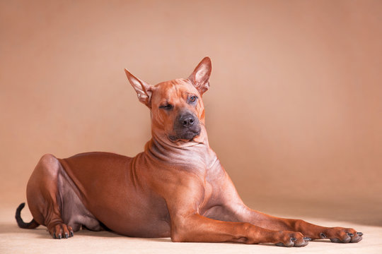 red dog Thai ridgeback breed lies on a red background and winks