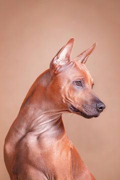 Portrait of a red dog Thai ridgeback breed on a red background