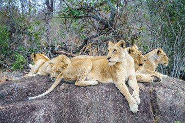 lions posing on a rock in kruger national park, mpumalanga, south africa 41