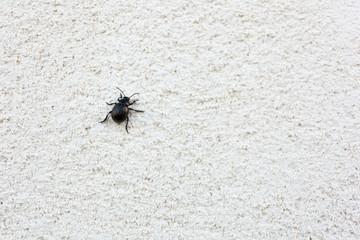 Beetle climbing a white wall