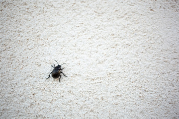 Beetle climbing a white wall