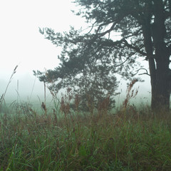 Obraz na płótnie Canvas Pine tree in a fog
