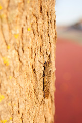 Grasshopper leaning on the bark of a tree while sunbathing