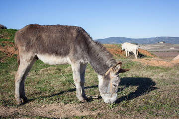 Two donkeys eating grass in a farm