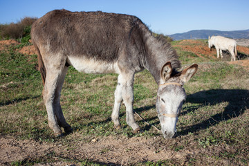 Two donkeys eating grass in a farm