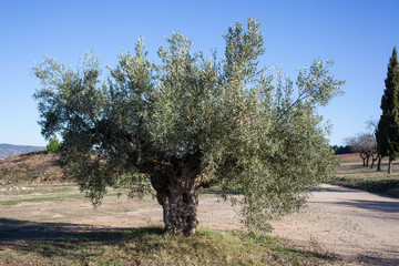 Olive trees with olives in countryside