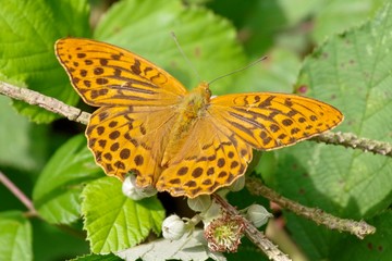 Obraz premium Schmetterling