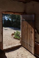 Beatifull villa in europe with a dog