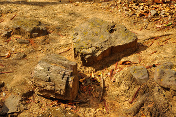 Puyango Petrified Forest