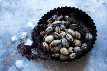 Harvested clams on ice
