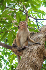 Toque macaque sitting (Macaca sinica) on a tree and looking up