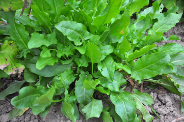 In the open ground in the garden grows sorrel.