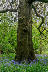Fototapeta premium Single tree in the middle of Bluebell meadow in the forest