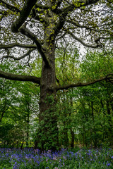 Single tree in the middle of Bluebell meadow in the forest