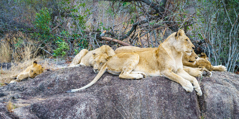 lions posing on a rock in kruger national park, mpumalanga, south africa 70