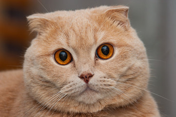 Cat british brown close up