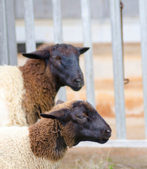 Sheep with black face in summer organic farm