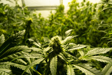 close-up of a tip of a marijuana flower on a medicinal cannabis farm