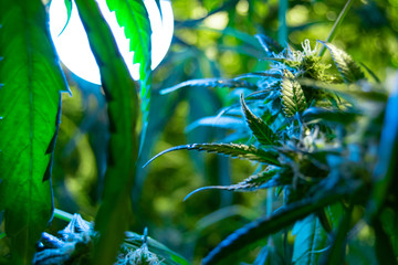 low energy led white light bulb near a marijuana flower on a medical cannabis farm