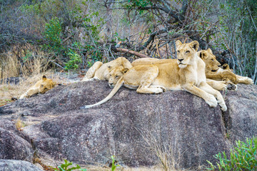 lions posing on a rock in kruger national park, mpumalanga, south africa 73