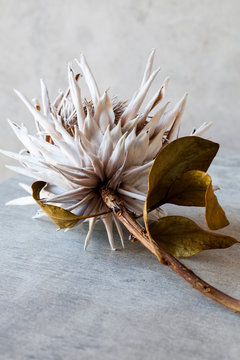 Withered, dried flower, botanical still-life