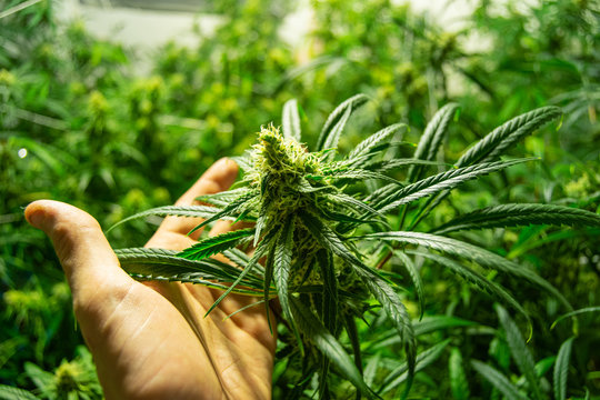 Hand of young man holding cannabis at medical marijuana farm