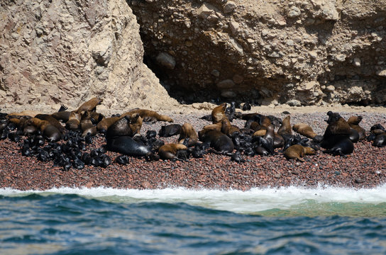 Seals with cufs resting at the coast