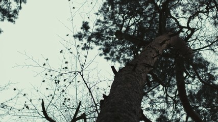 Fototapeta premium autumn forest from bottom with tree branches in a dark mood