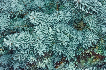 Frozen coniferous branches in white hoarfrost. Winter background. Christmas background.