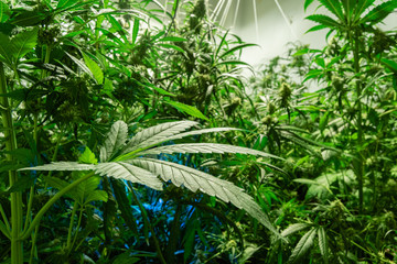 big marijuana leaf on a medical cannabis farm.