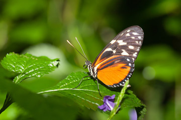 Fototapeta na wymiar Butterfly closeup Nature Macro on a blur beckground
