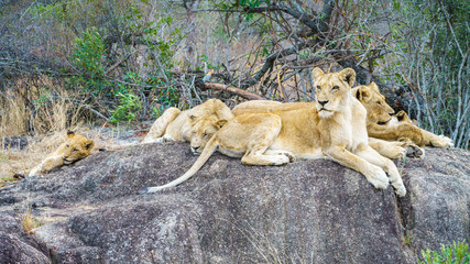 lions posing on a rock in kruger national park, mpumalanga, south africa 76