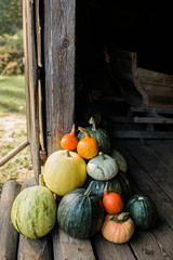 pumpkins and gourds