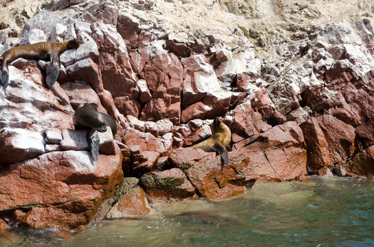 Seals sleeping on rocks