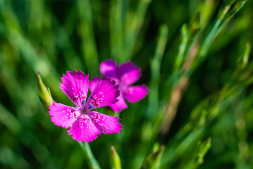 little purple flower on a meadow, macro photo, a nice little flower, a purple blossom