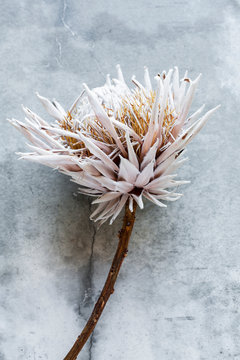 Withered, dried flower, botanical still-life
