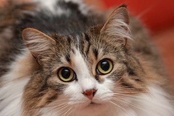 Cat norwegian wood close up