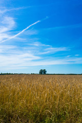 Clouds and field