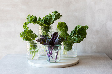Fresh leafy greens in glass vases on kitchen table