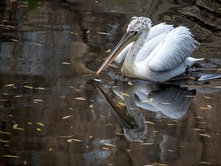 White Pelican swims in the water. Pelican reflection in the water.