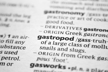 Fototapeta premium Word or phrase Gastropod in a dictionary.